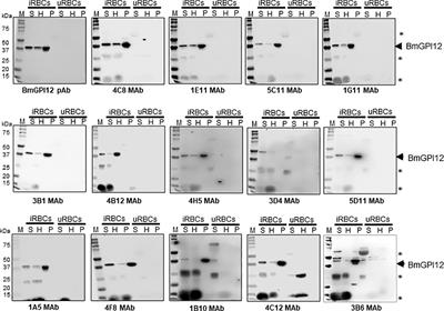 Epitope profiling of monoclonal antibodies to the immunodominant antigen BmGPI12 of the human pathogen Babesia microti